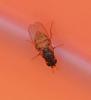 Drosophila hydei